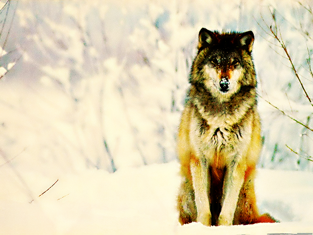 Lone Wolf