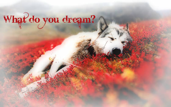 Dream Wolf