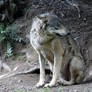 Eurasian Gray Wolf (Loup Gris d'Europe)