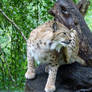 Northern Eurasian Lynx (Lynx Boreal d'Europe)