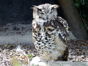 Eurasian Eagle-Owl (Hibou Grand-Duc d'Europe)