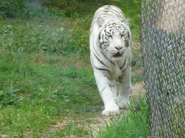 Bengal White Tiger (Tigre Blanc du Bengale)