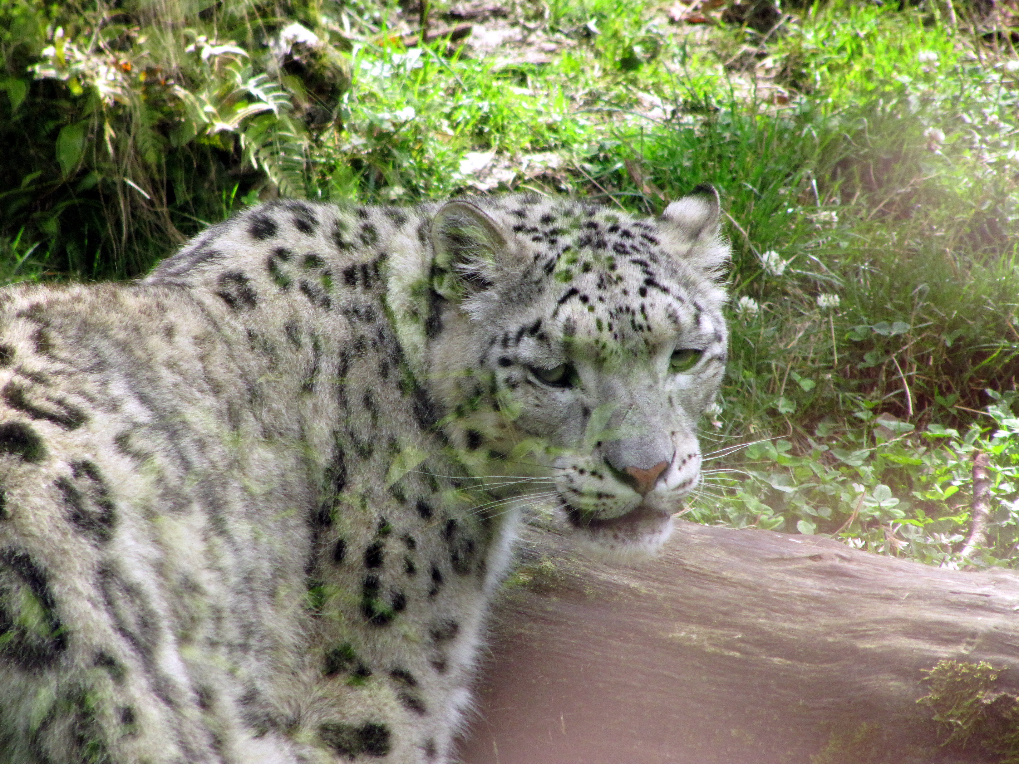 Snowleopard Snowleopard