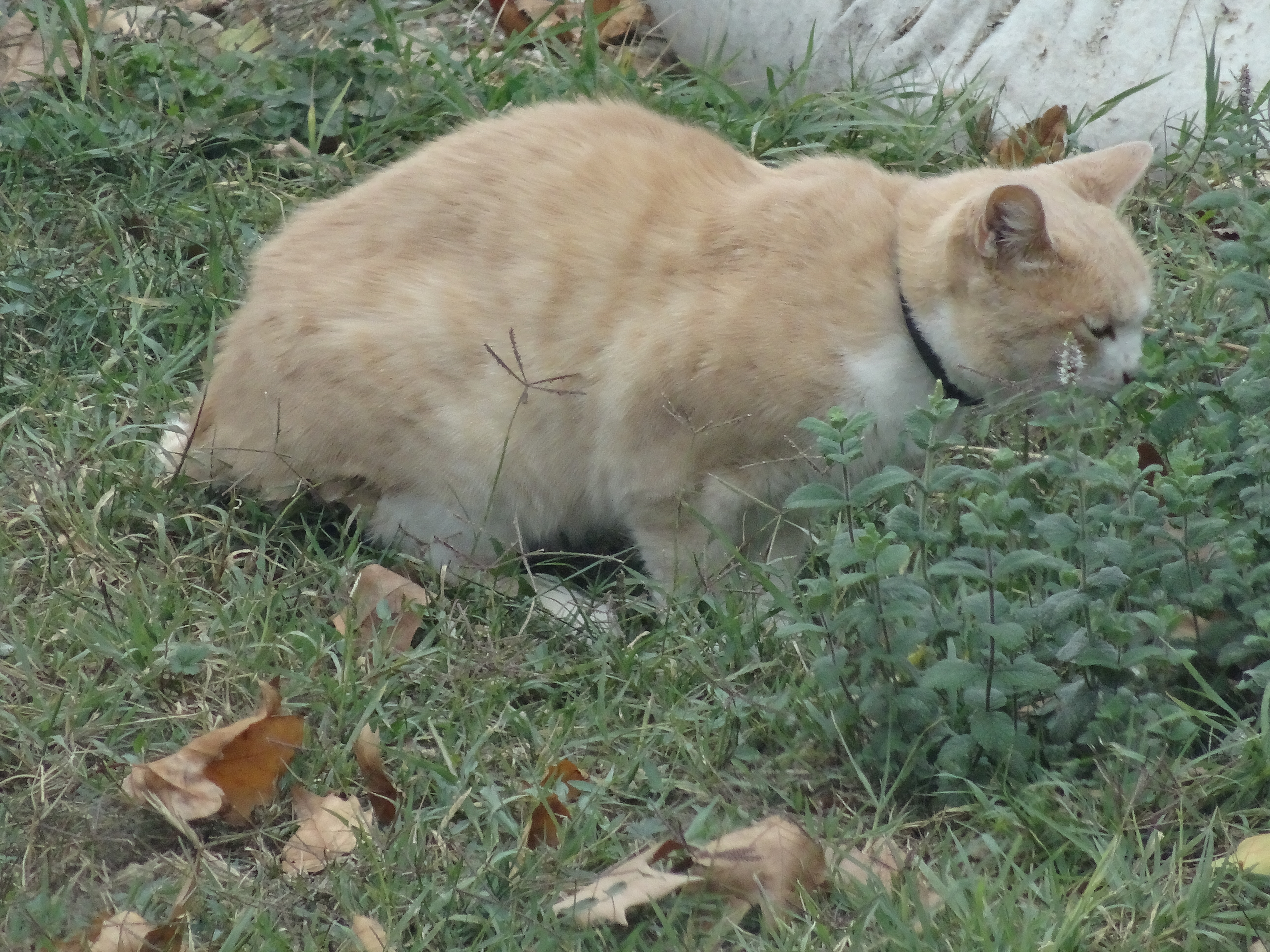 Red And White Cat Chat Roux Et Blanc By Furyferal On Deviantart Red And White Cat Chat Roux Et Blanc By Furyferal On Deviantart