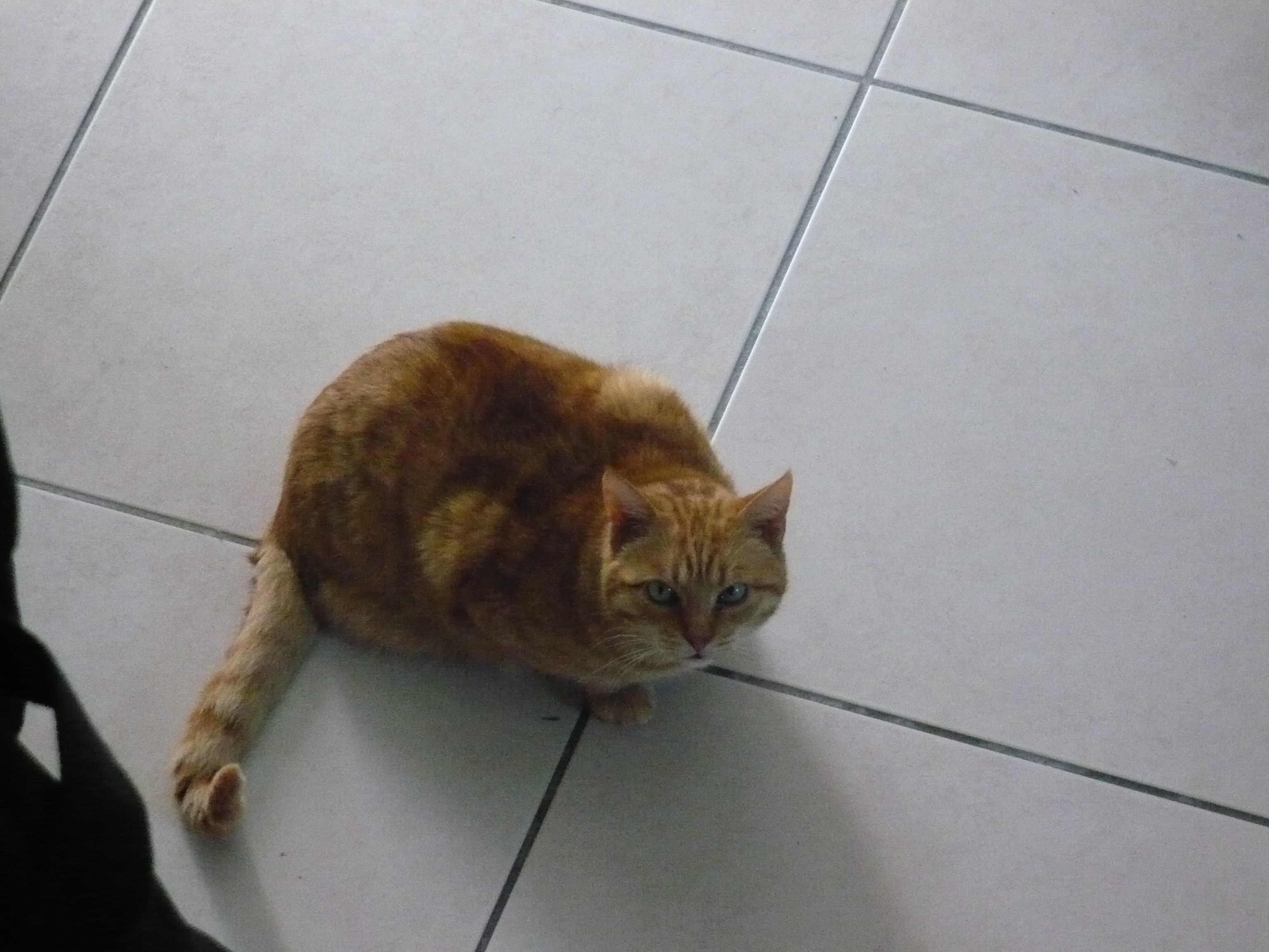 Red Tabby Cat (Chat Roux Tigre)