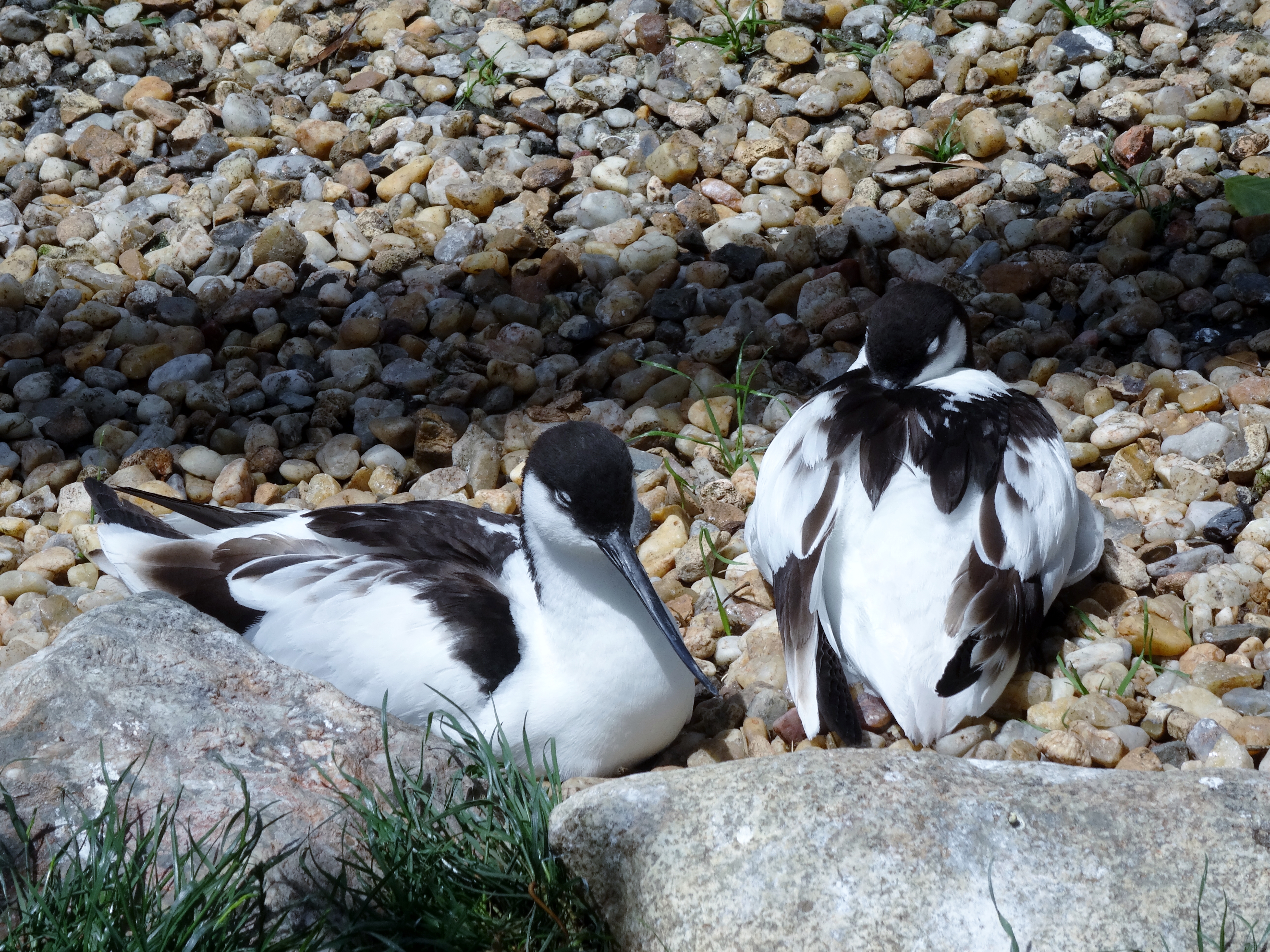 Pied Avocet (Avocette Elegante)