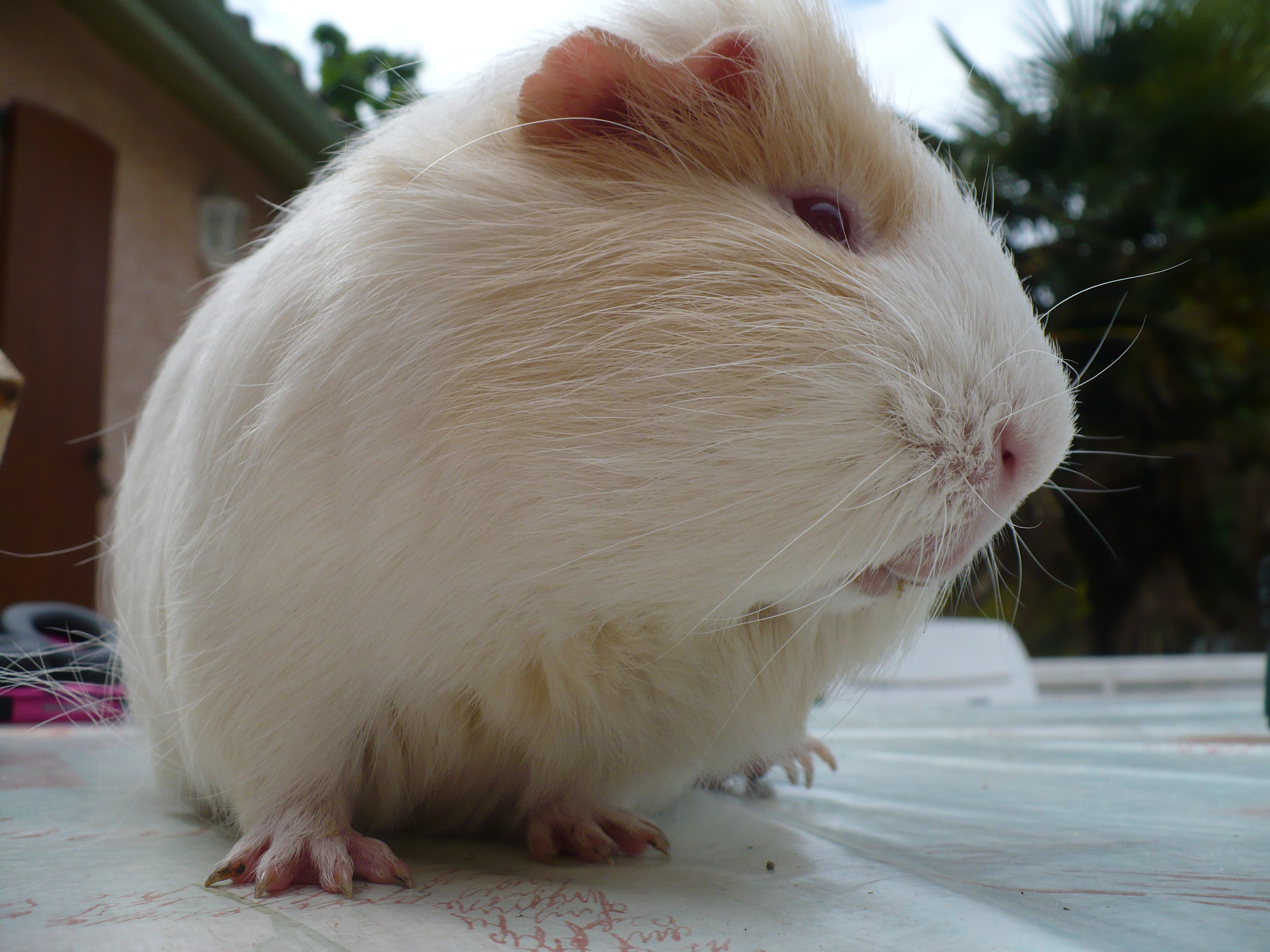 Guinea Pig Cochon D Inde By Furyferal On Deviantart Guinea Pig Cochon D Inde By Furyferal On Deviantart