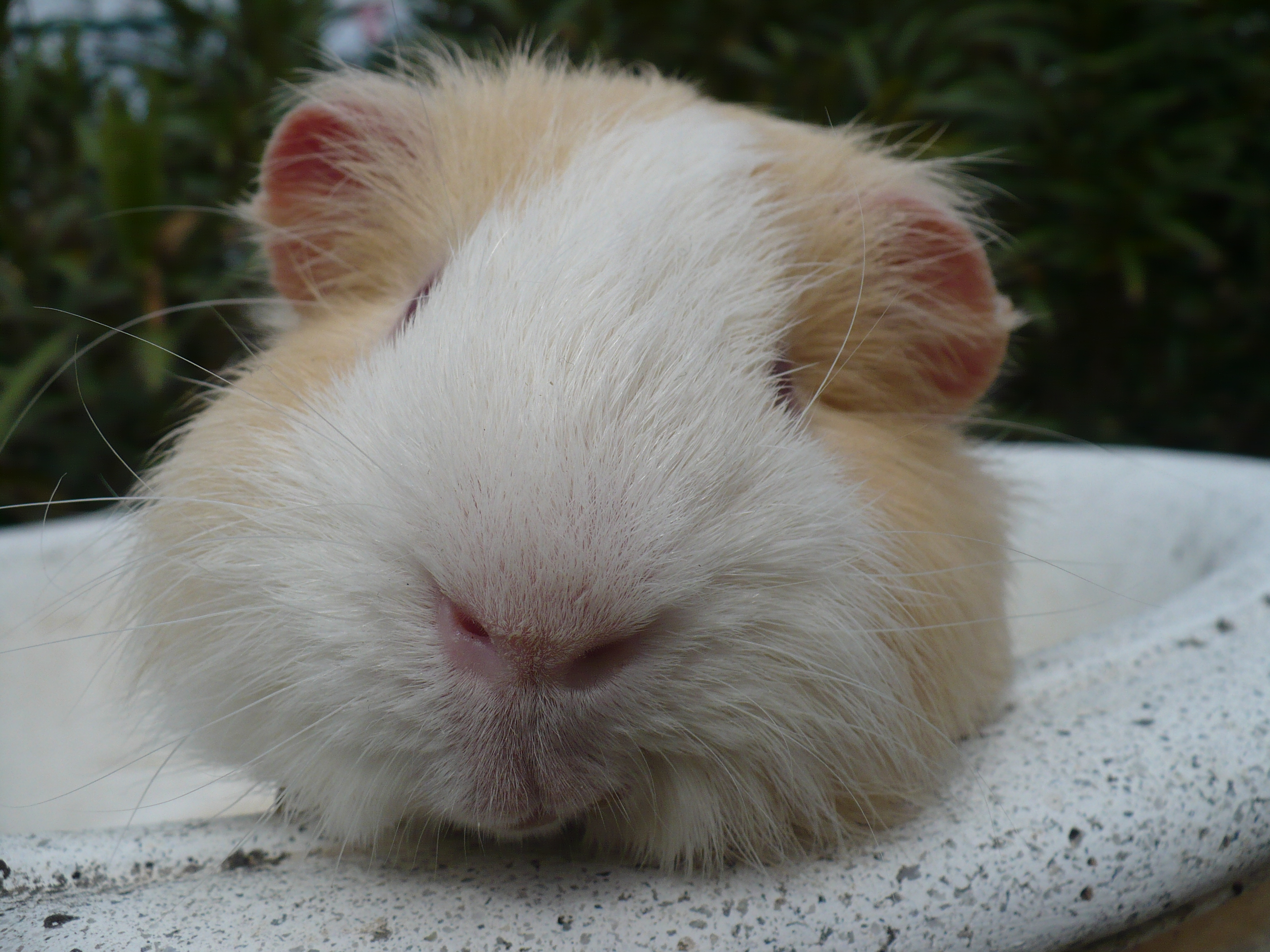 Guinea Pig (Cochon d'Inde)