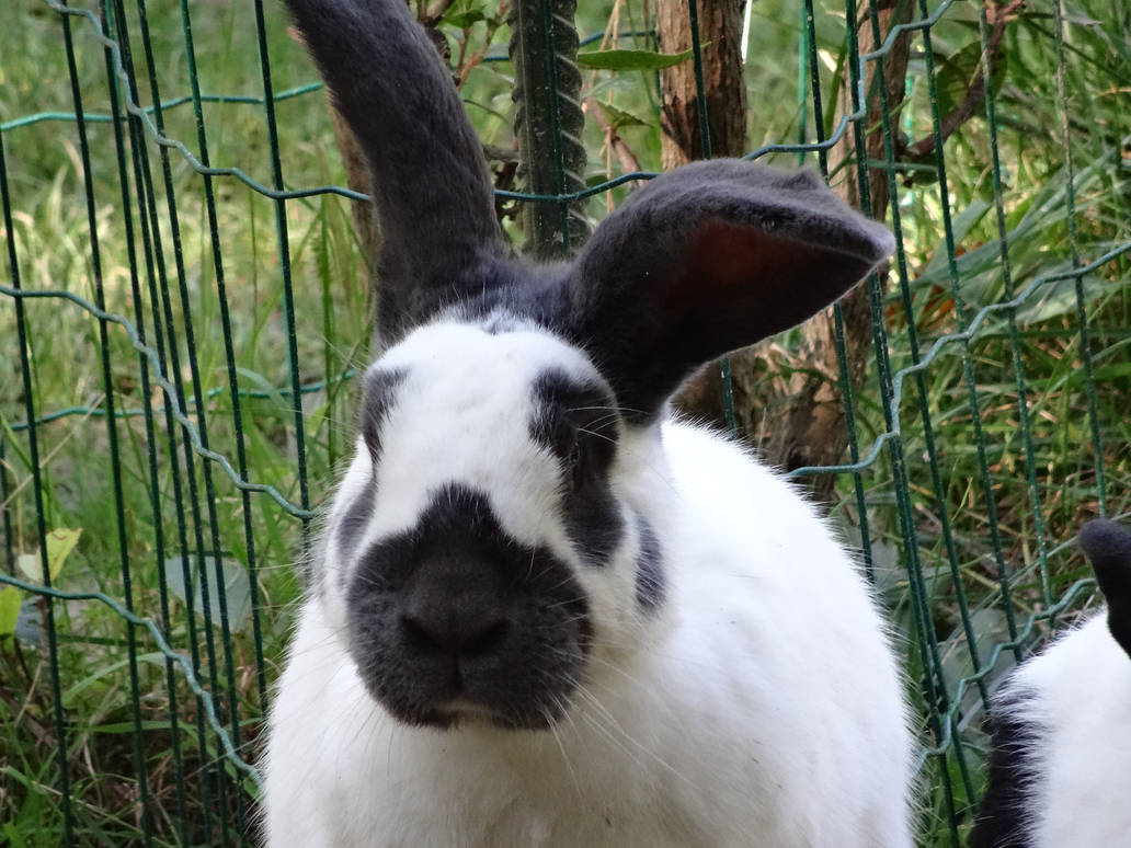 Rabbit (Lapin) by FuryFeral on DeviantArt