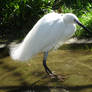 Little Egret (Aigrette Garzette)