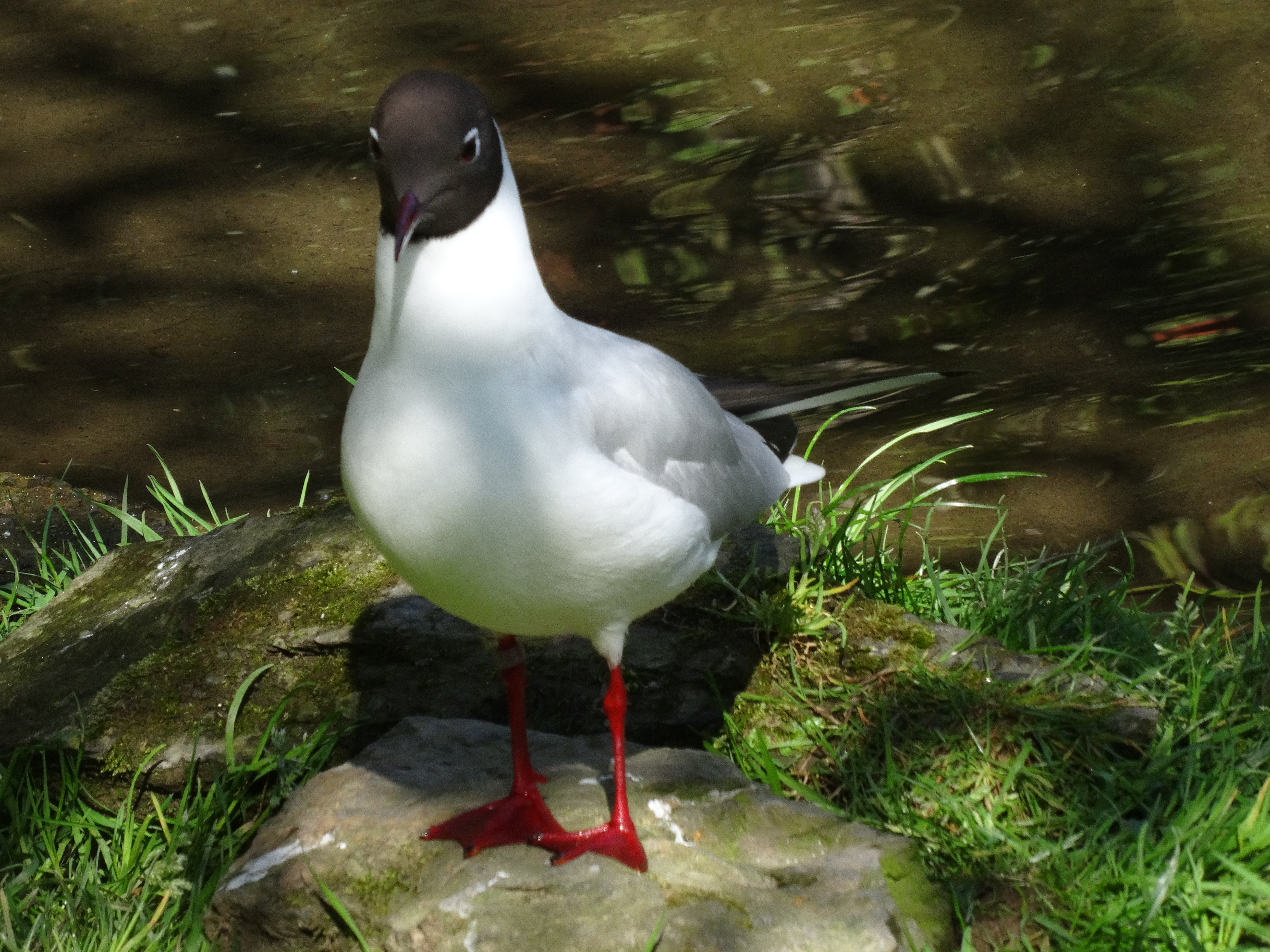 Black Headed Gull Mouette Rieuse By Furyferal On Deviantart Black Headed Gull Mouette Rieuse By Furyferal On Deviantart