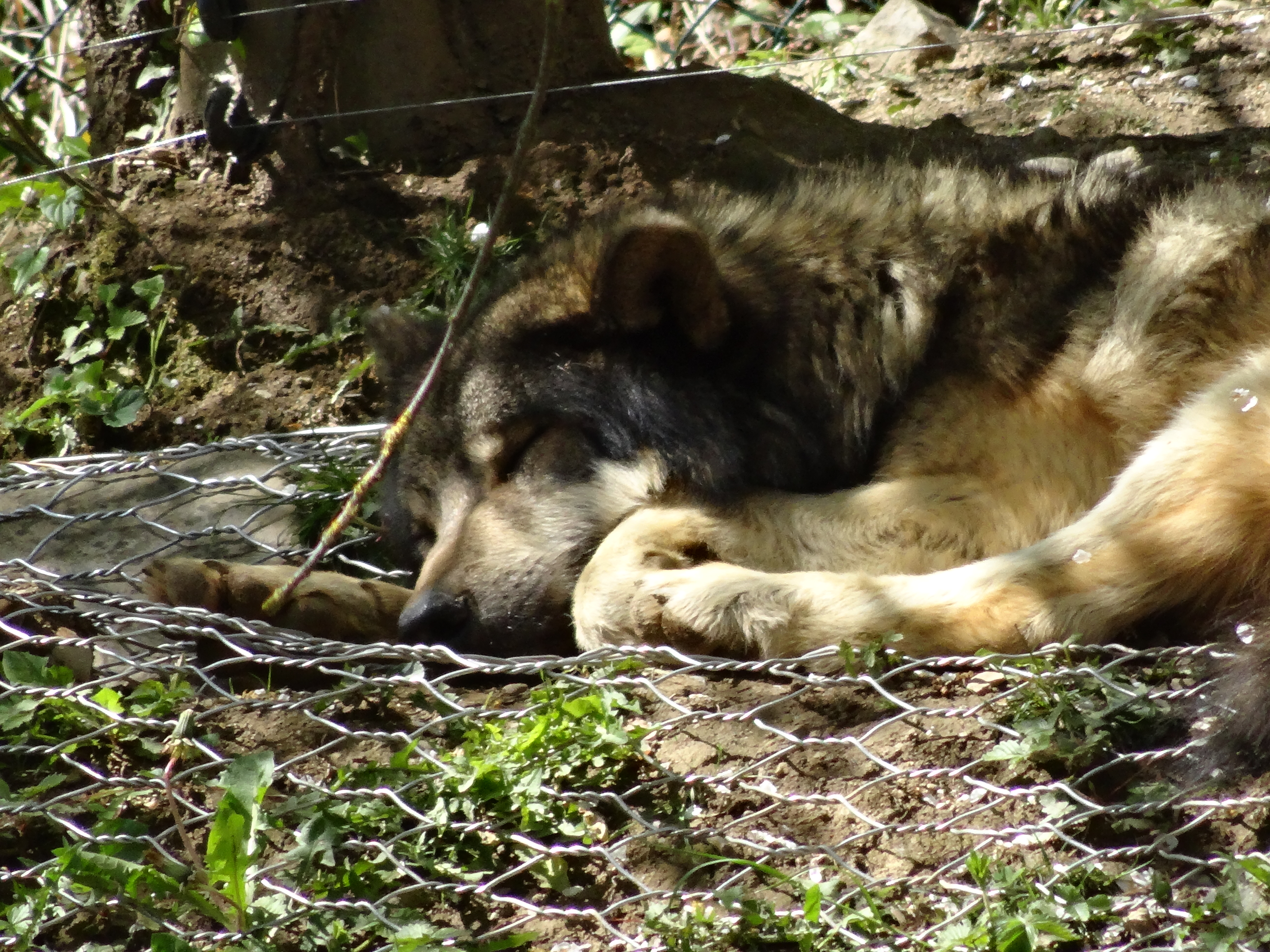 Eurasian Gray Wolf Loup Gris D Europe By Furyferal On Deviantart Eurasian Gray Wolf Loup Gris D Europe By Furyferal On Deviantart