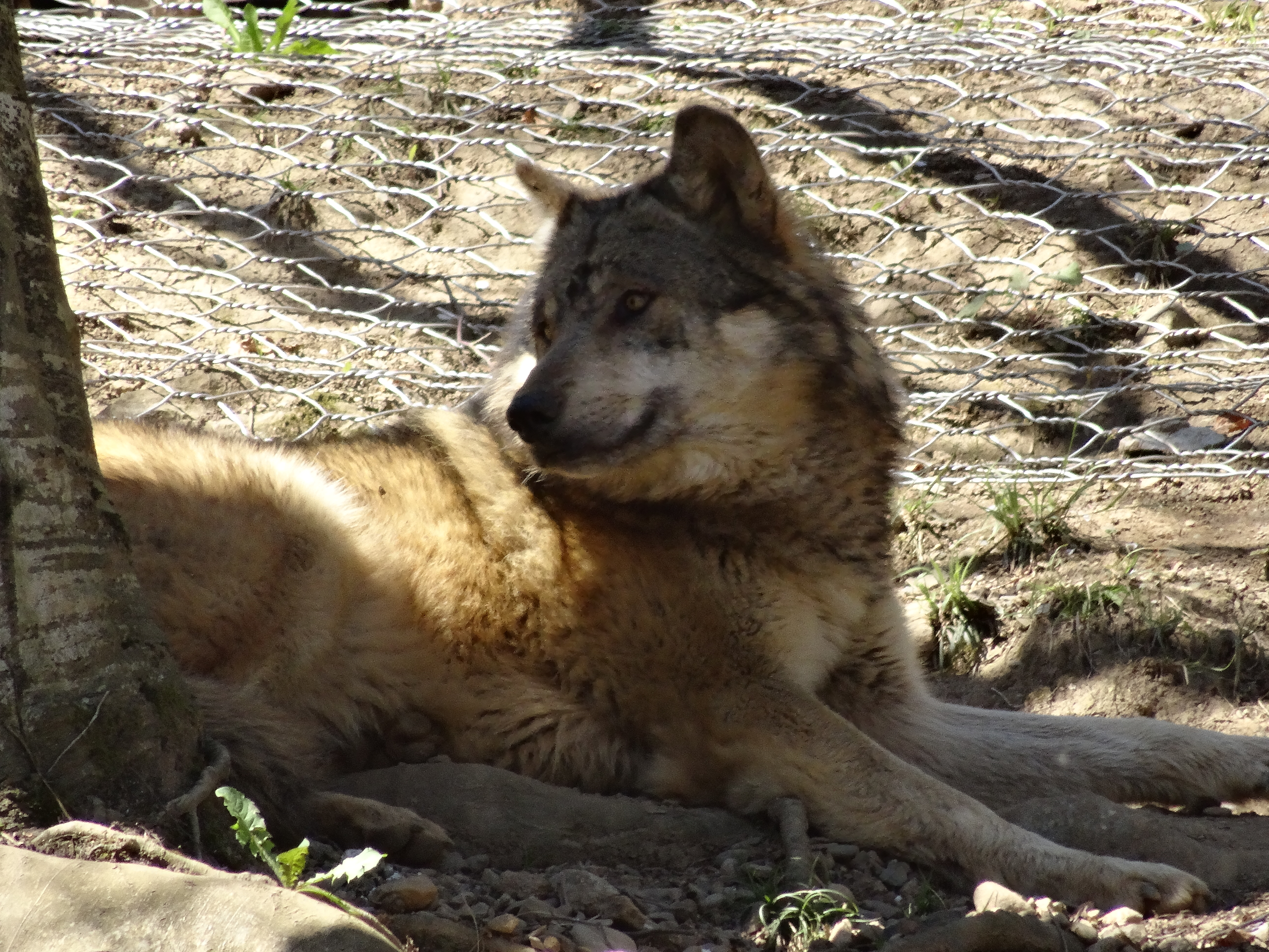 Eurasian Gray Wolf Loup Gris D Europe By Furyferal On Deviantart Eurasian Gray Wolf Loup Gris D Europe By Furyferal On Deviantart