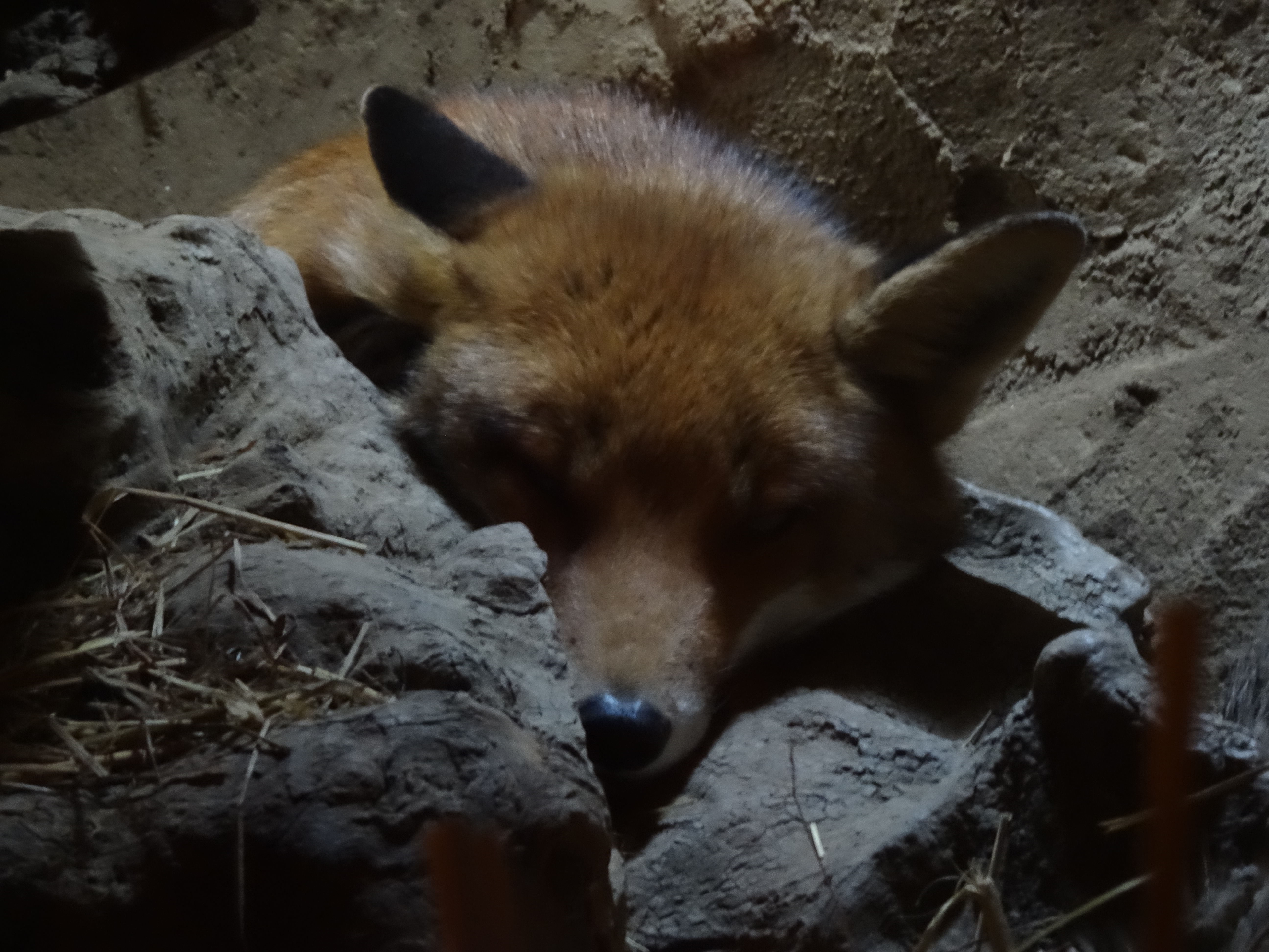 European Red Fox Renard Roux D Europe By Furyferal On Deviantart European Red Fox Renard Roux D Europe By Furyferal On Deviantart
