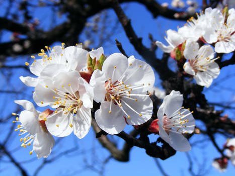 apricot blossom