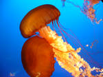 orange jellyfish by harry-potter-maniac