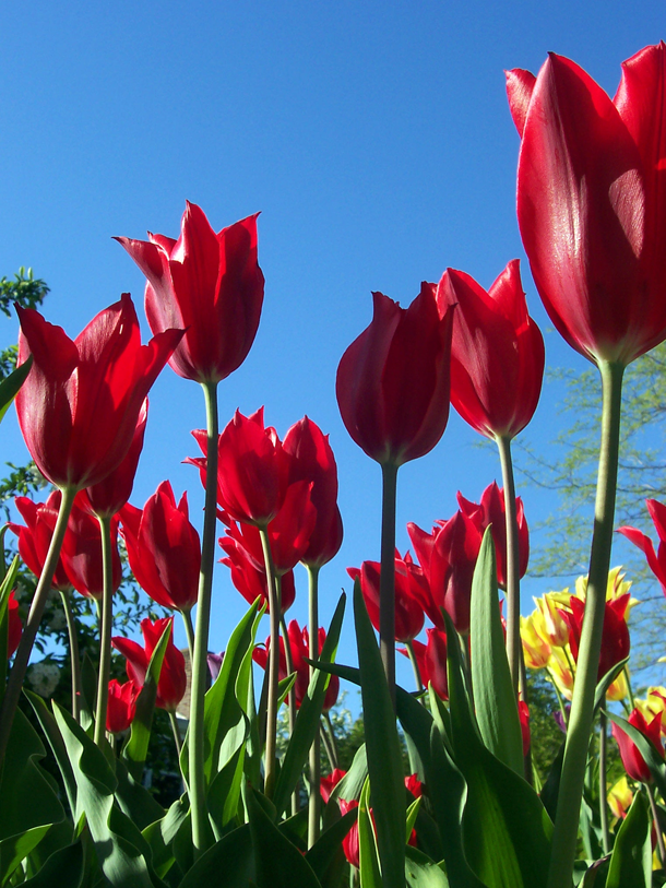 Red Tulips