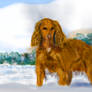 Golden British cocker Spaniel dog standing in the 