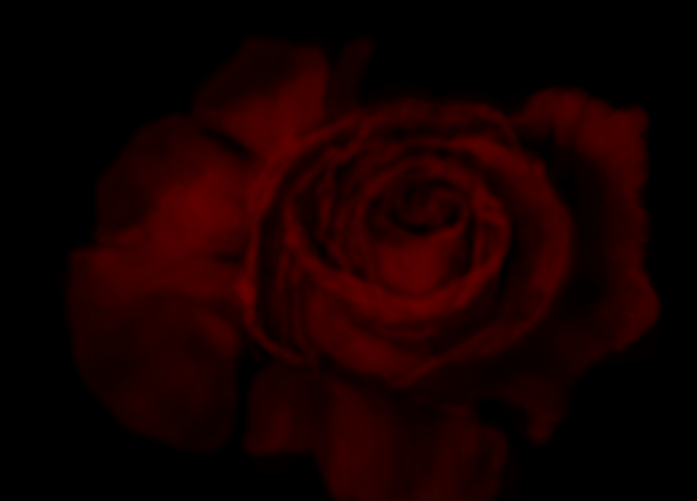 Dark Red Rose