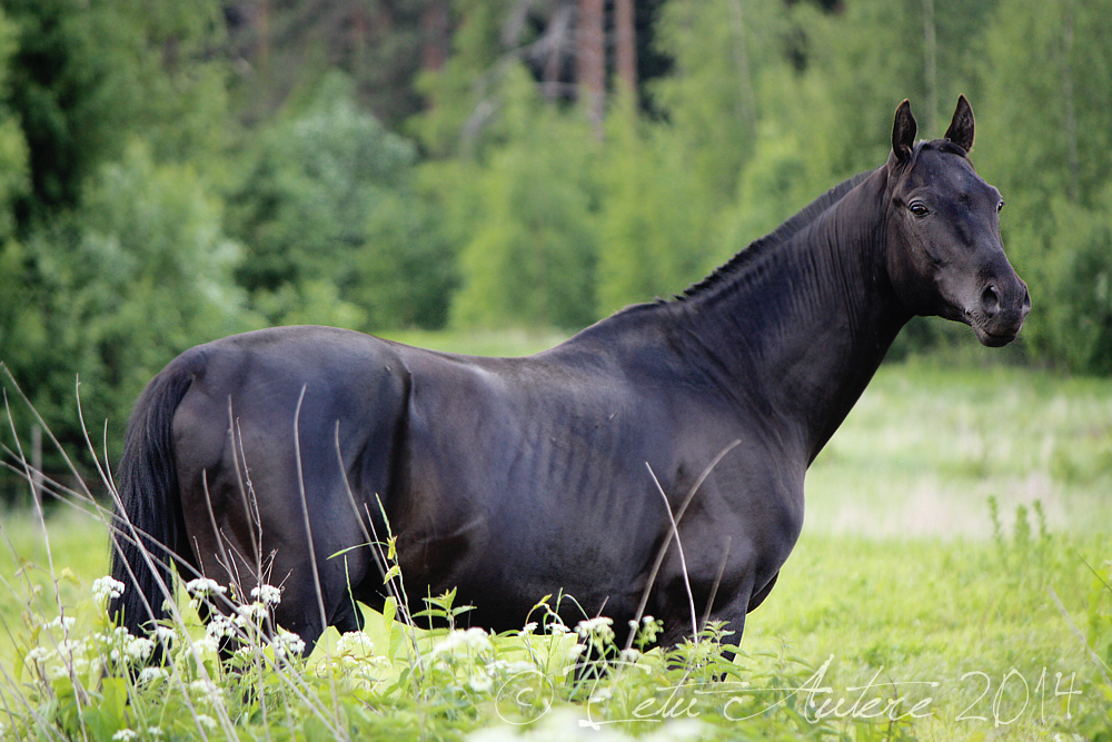 Raven black ahaltek stallion