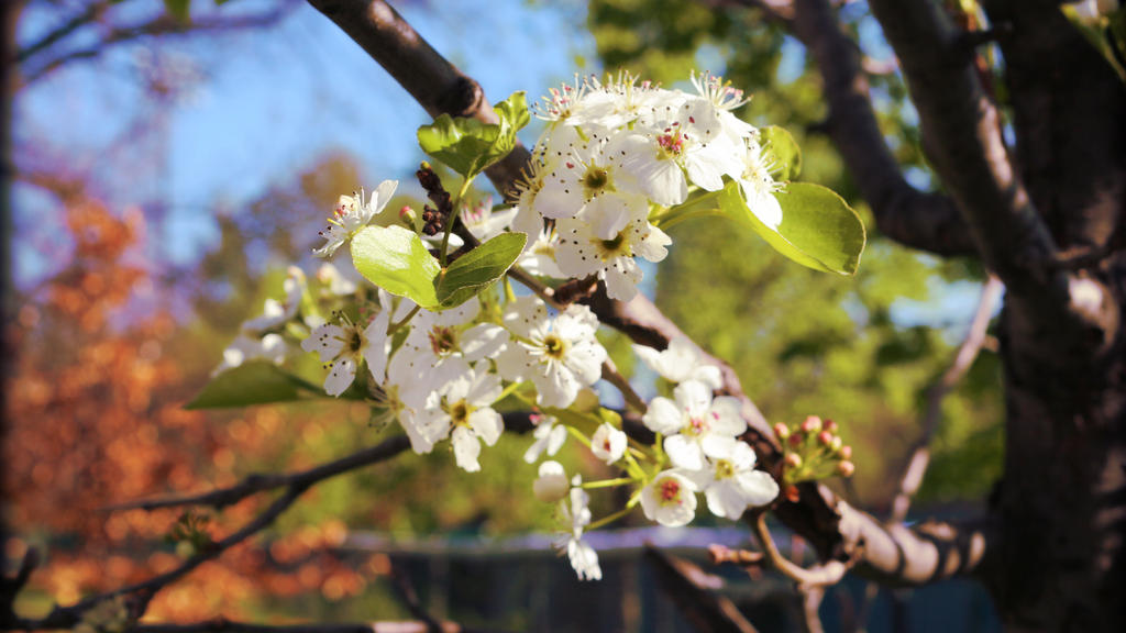 Spring Bloom