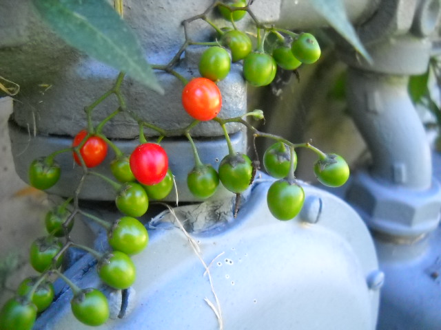 Garden Berries 2