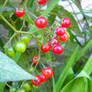 Garden Berries 3