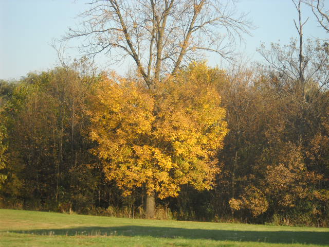 Fall Trees