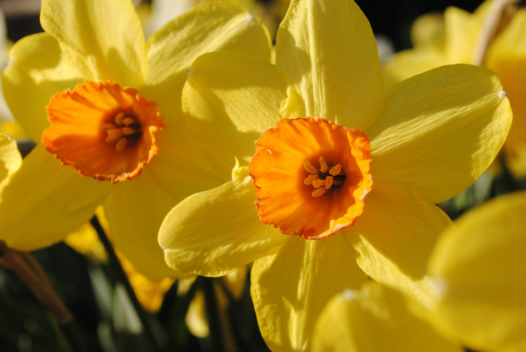 Daffodils