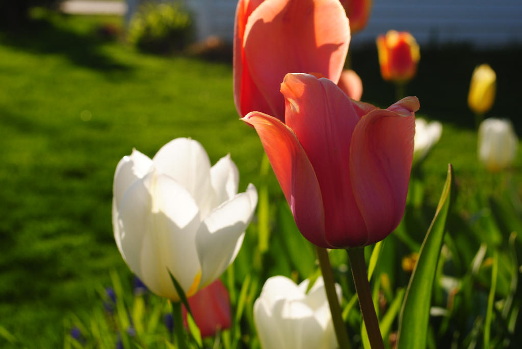 Tulips