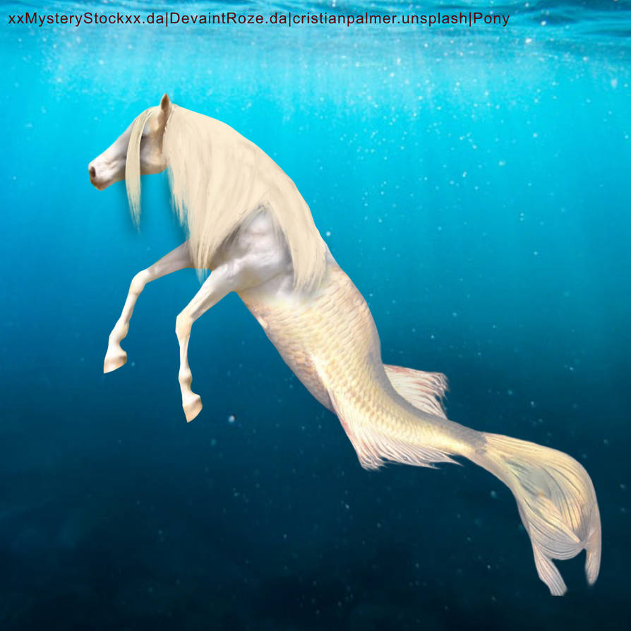 Full Image Horse Fish by ParadisePonies on DeviantArt