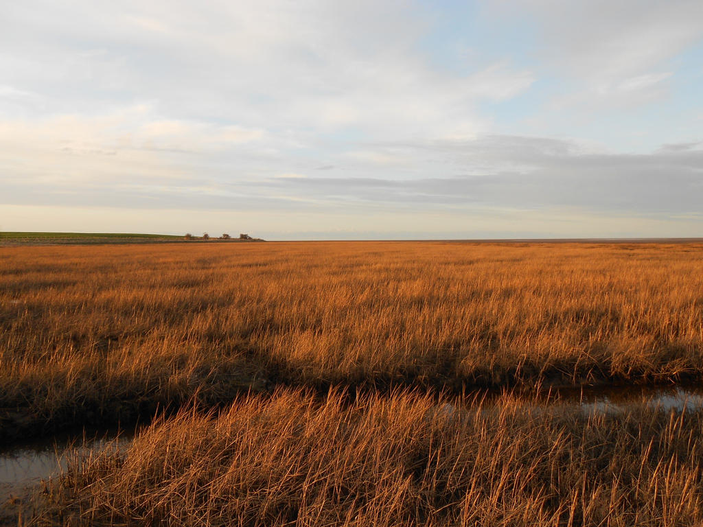 Long Grass