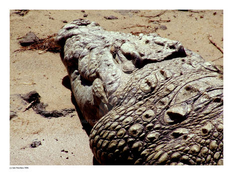 South Africa Crocodile