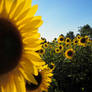 Sunflowers #10