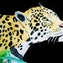 stunning jaguar