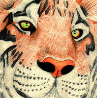 tiger eyes