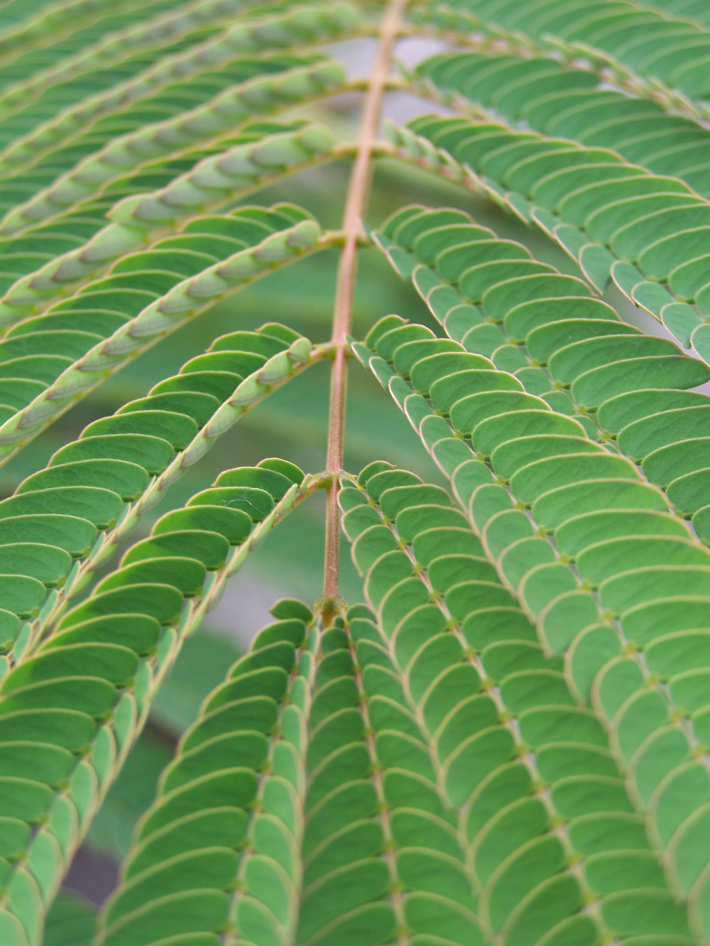 Mimosa Leaf