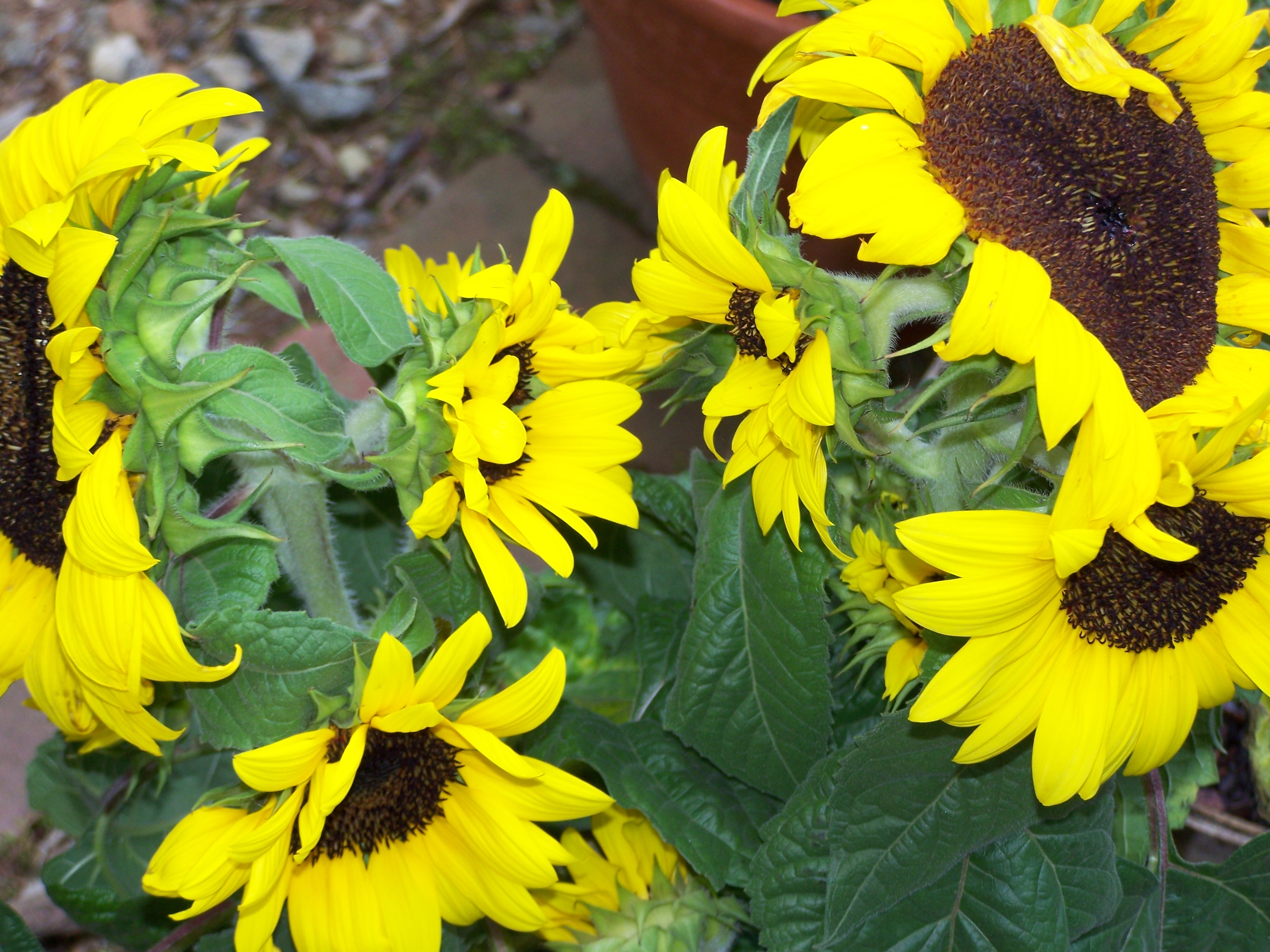 Sunflowers 2