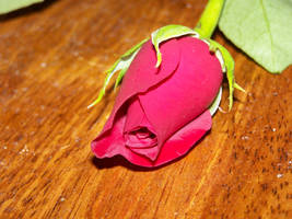 Single Rose