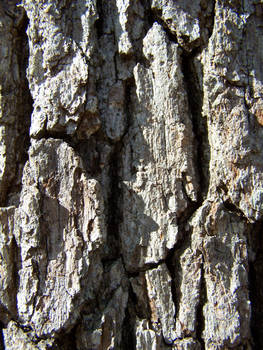 wood texture 2