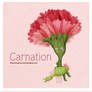 Hoa Cam Chuong - Carnation