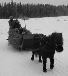 Fetching hay