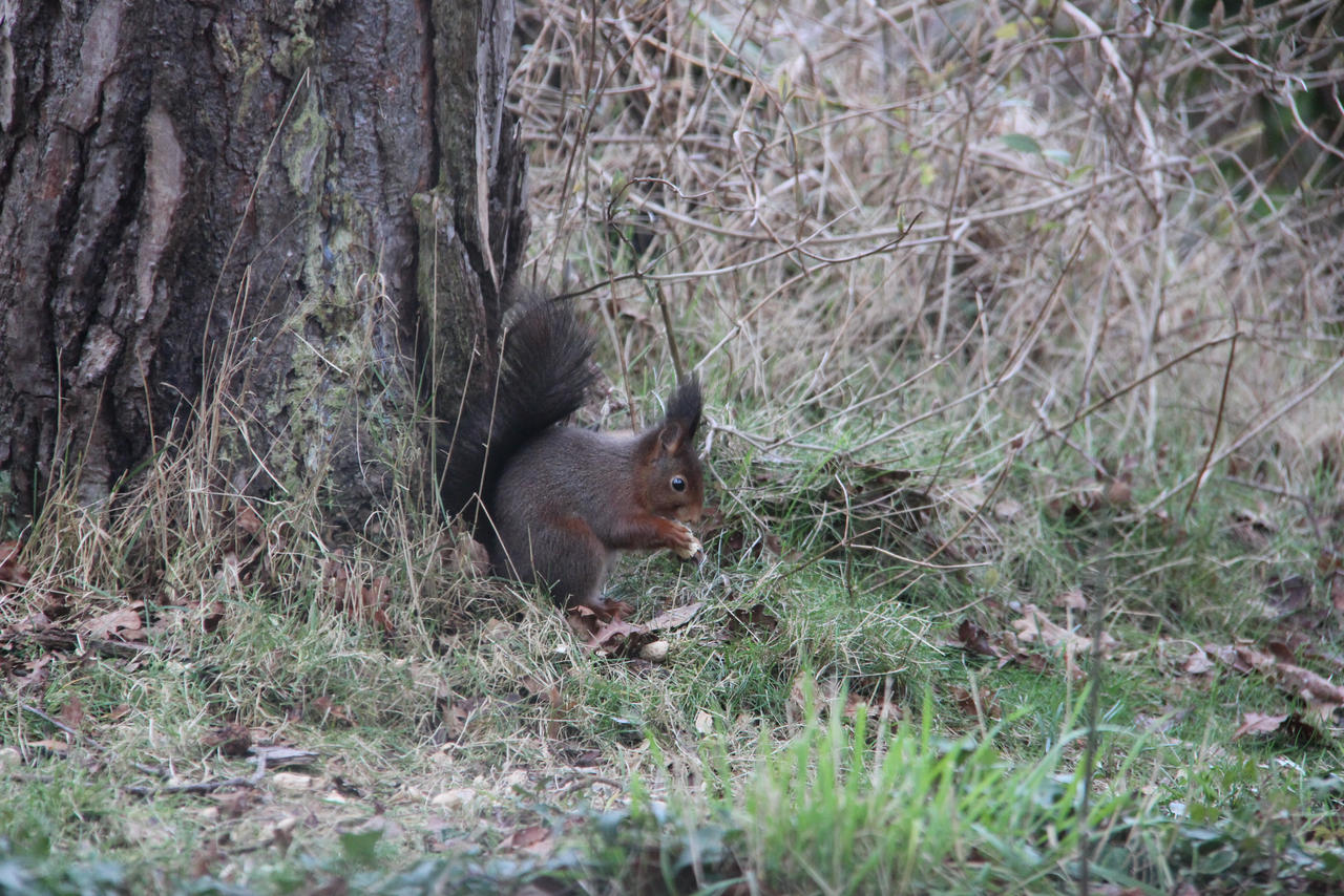 Nutty noms