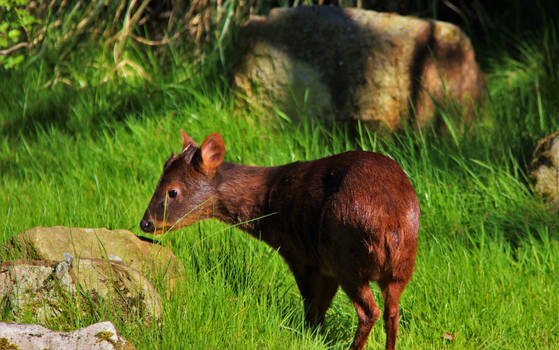 Pudu