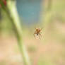 Orb Spider 1