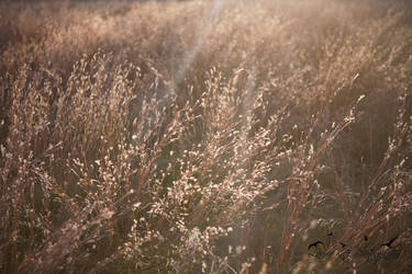 ...prairie romance... by LauraKatePhotography