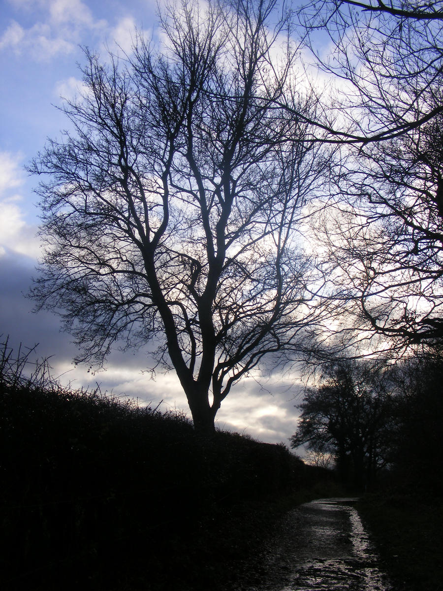 Tree Sillhouette against the sky