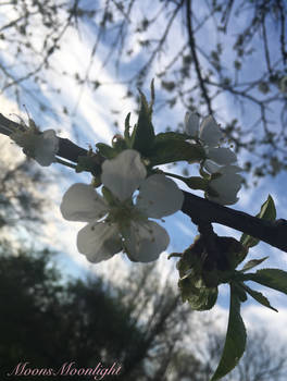 Cherry Bloom