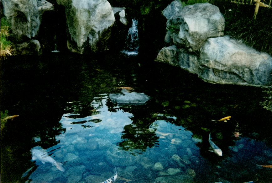 Koi Pond at EPCOT