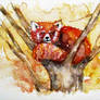 RED PANDA daily watercolor 11/25